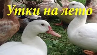Утки на лето. Взрослая птица за дачный сезон/Ducks for the summer. Adult bird for the summer season
