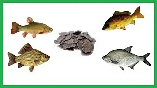 A great dough for catching crucian carp, carp, and bream using foam and float.