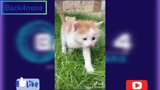 [Douyin/TikTok] Cute animals compilation 
