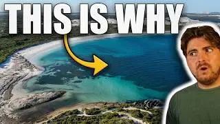This Tiny Beach Has INSANELY Aggressive White Sharks