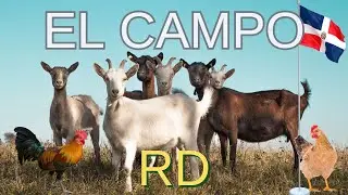 Vida en el Campo Dominicano 🌴 Animales, Río, Frutas, Flores y Comida Tradicional 