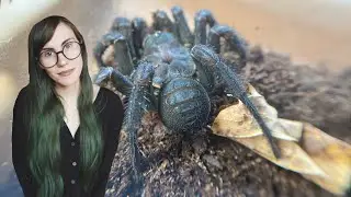 BLACK camel spider, scary huntsmen, TRAPDOOR & MORE .. UNBOXING