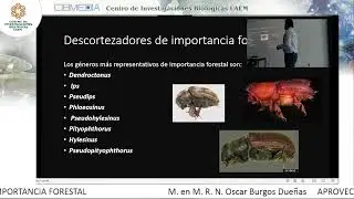 CONFERENCIA: Uso de Beauveria bassiana Balsamo, para el control de Pseudips mexicanus