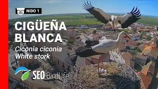 EN DIRECTO 🔴 Madrigal de las Altas Torres  - Nido de cigüeña nº 1