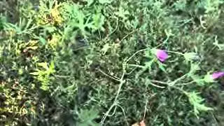 Purple Poppy Mallow AKA Buffalo Rose