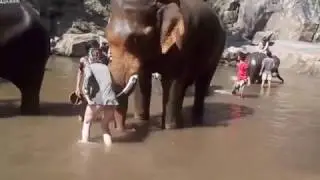 Видео: Разгневанный слон и туристка