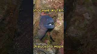 Опасные жители Эгейки #турция