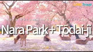 Nara Recommended Attractions:Nara Park + Tōdai-ji