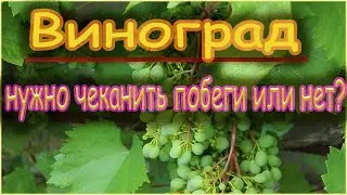 Когда, зачем и как чеканят побеги винограда.