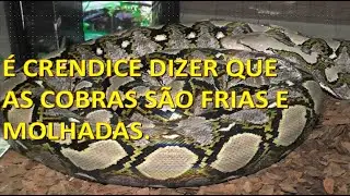 Pele fria e molhada, as crendices mais disseminadas envolvendo serpentes