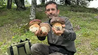 GIGANTI DA BATTICUORE❤️PORCINI 2024