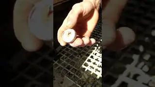 Güvercinin yumurtadan çıkma anı