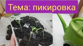 Что такое пикировка и зачем она нужна/ тормозим вытягивание рассады/