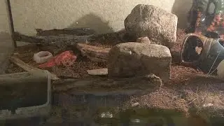 Ящерки!!!