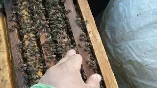 швидко огляньте. бджілок