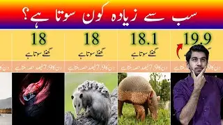 وہ جانور جو بہت زیادہ سوتے ہیں | جانوروں کے سونے کے وقت کا موازنہ  Animals Sleep Time Comparison