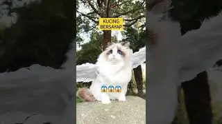 VIRAL... KUCING BERSAYAP 😱 #shorts #kucinglucu #cat