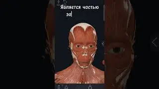 Мышца внимания. Лобная мышца.