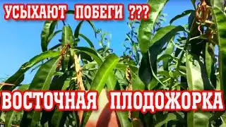 Засыхают верхушки побегов у персика/ЧТО ДЕЛАТЬ???