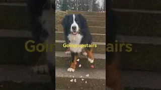 Treppensteigen einmal anders