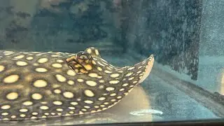 Stingray feeding. Carnivore pellets this morning. So responsive, makes me smile 😊