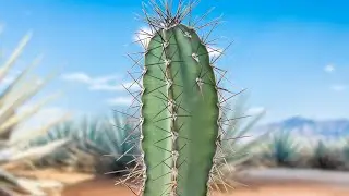 Fun Facts About A Cactus