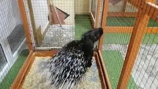 Летом Зоопарке Няня айда сюда