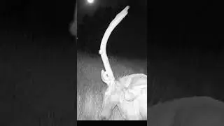 UTAH BULL ELK ON TRAIL CAM
