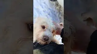 Кудрявое чудо☺ 