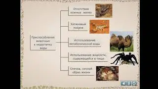 Приспособление животных к недостатку влаги