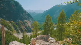 Зеленая Весна