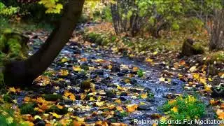 Perfect sound of water flowing🌊 and birds🕊🦜🦩 chirping in the Amazon forest |enjoy the pleasant sound
