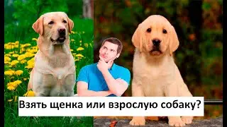 Можно ли взять взрослую собаку вместо щенка
