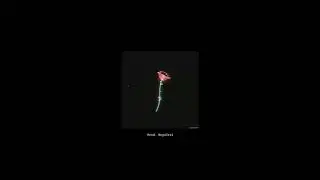(Free) Juice Wrld Type Beat, Keep Dreaming. (Prod. NnysCtrl)