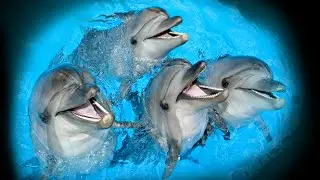 Бердянский Дельфинарий Немо 2014 г. ,1 ч  dolphinarium Nemo