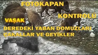 FOTOKAPAN KONTROLÜ ! NELER ÇIKTI ? SONUNA DİKKAT !!! DEREDEKİ VAŞAK, YABAN DOMUZLARI,GEYİK  ve ÇAKAL