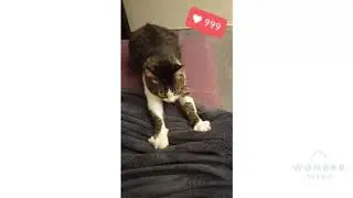 Котики вперёд-смешной котик, няшная киса