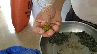 Nhai Bã Chè Để Nhận Biết Đặc Sản Chè Thái Nguyên Ngon