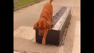 Mr  B  & Tzuri Go Skateboarding