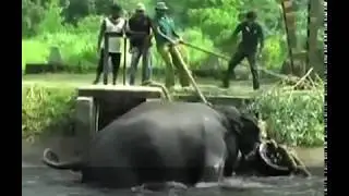 Gajah Tenggelam dan Apa Yang Kemudian Terjadi Sangat Mengejutkan