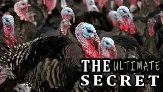 How to Get More Turkeys Quickly: 4 Tips