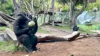 Gorilla Bachelor Troop At San Diego Zoo