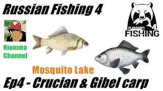 Russian Fishing 4 - Ep4 - Mosquito Lake - Crucian & Gibrel Carp