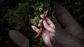 Beech spoon
