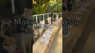 Our dogs lost their minds over dinner 🧠💀 