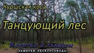 Танцующий лес. Куршская коса. Коротко о главном - Заметки экскурсовода