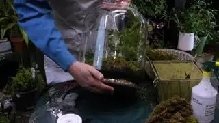 How to Make a Fern Moss Terrarium : Terrariums & More