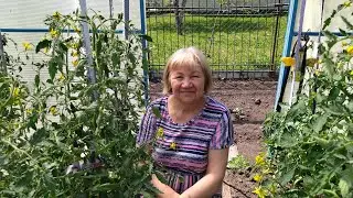 СОСТОЯНИЕ ТОМАТОВ ПЕРВОГО ИЮНЯ И УХОД ЗА НИМИ