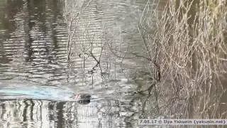 Без бобра жизнь не та....