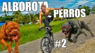 Dogs on Bikes 🐶 *They Bit Me* - Andrés WG